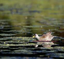 Gallinule africaine