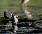 Gallinule africaine