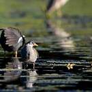 Gallinule africaine