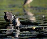 Gallinule africaine