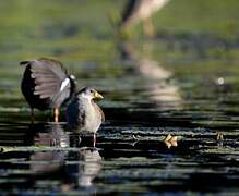 Lesser Moorhen