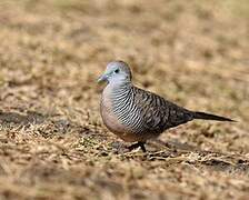 Zebra Dove