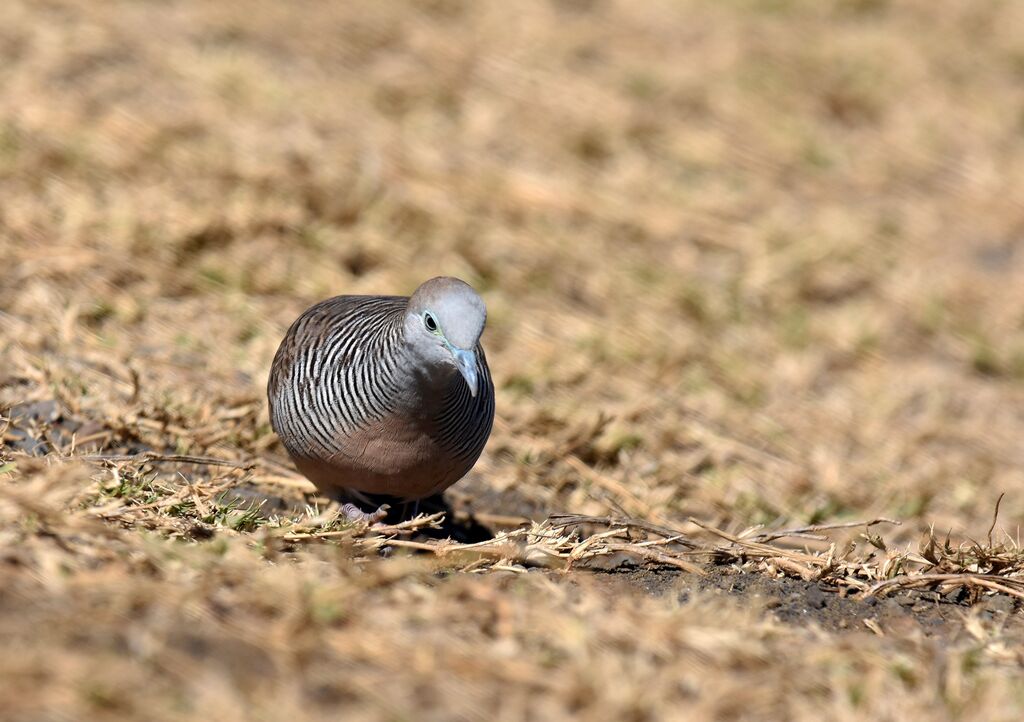 Zebra Dove