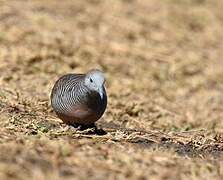 Zebra Dove