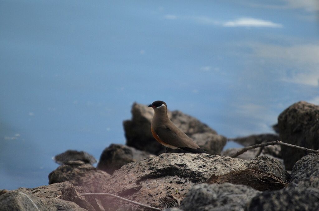 Madagascar Pratincole