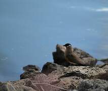 Madagascar Pratincole