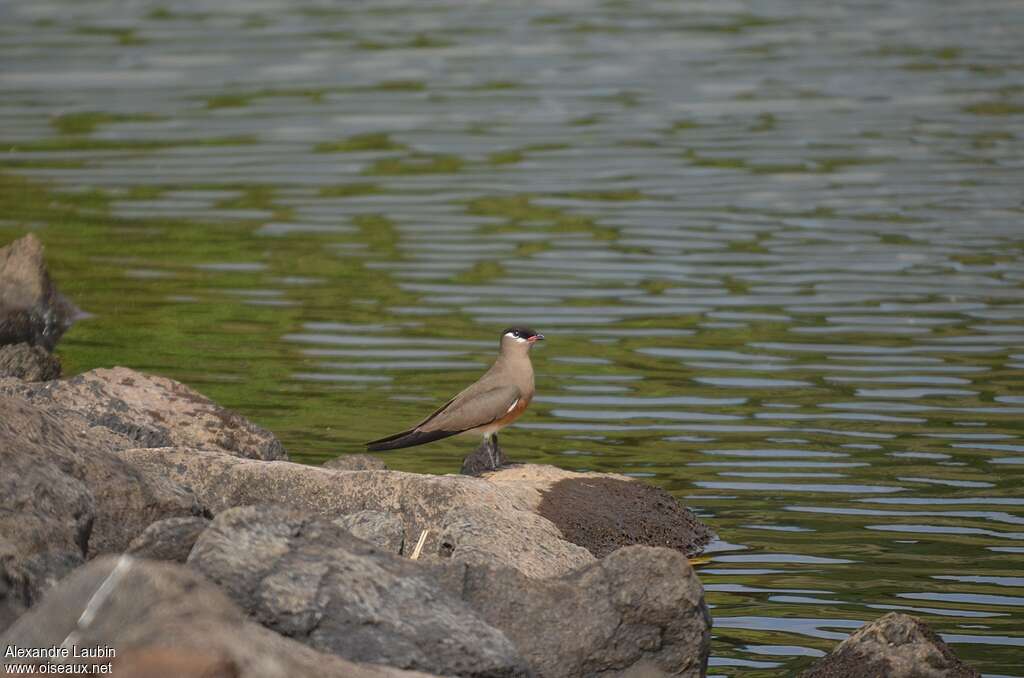 Glaréole malgacheadulte, habitat