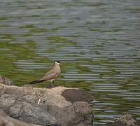 Madagascar Pratincole