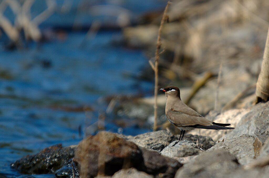 Madagascan Pratincole