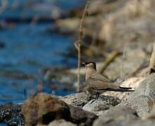 Madagascar Pratincole