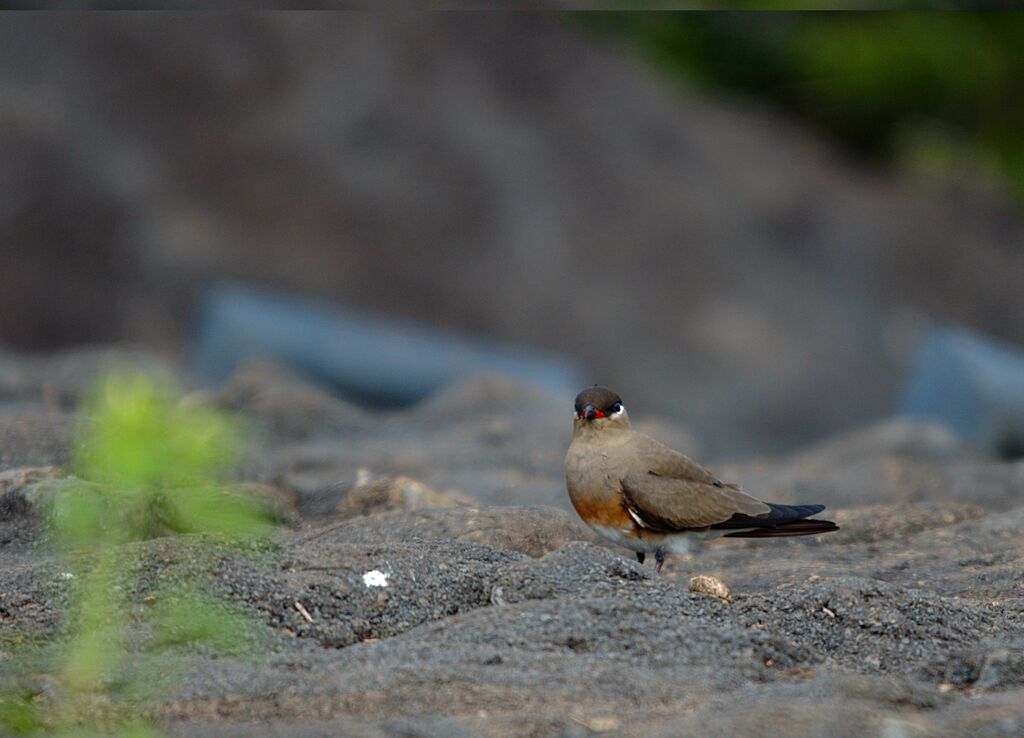 Madagascar Pratincole