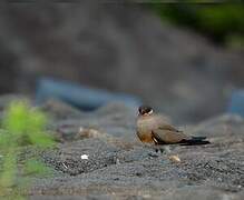 Madagascar Pratincole