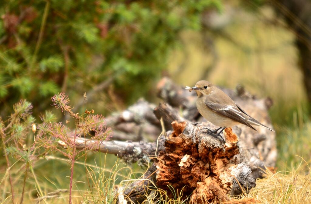 European Pied Flycatcher