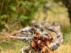 European Pied Flycatcher