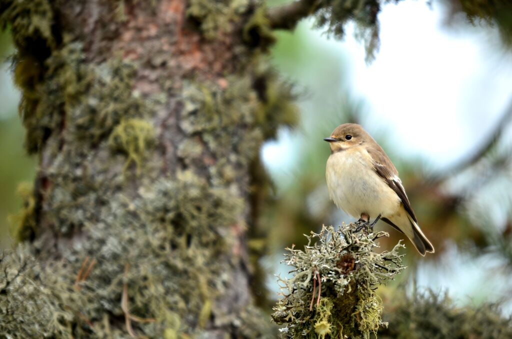 European Pied Flycatcher