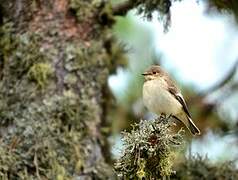 European Pied Flycatcher