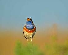 Bluethroat