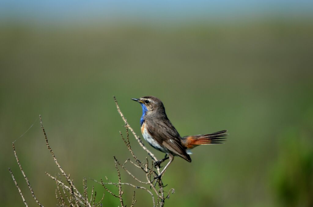 Bluethroat