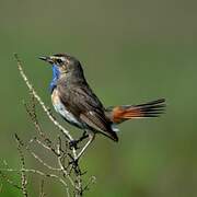 Bluethroat