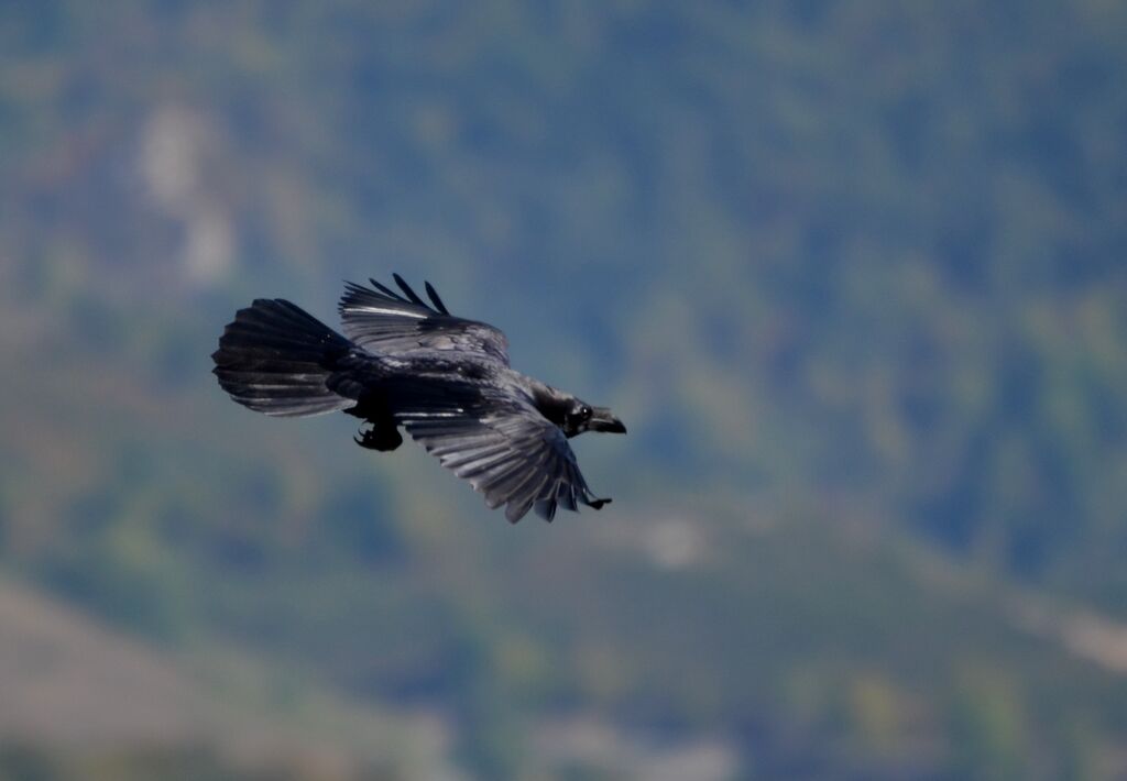 Northern Raven