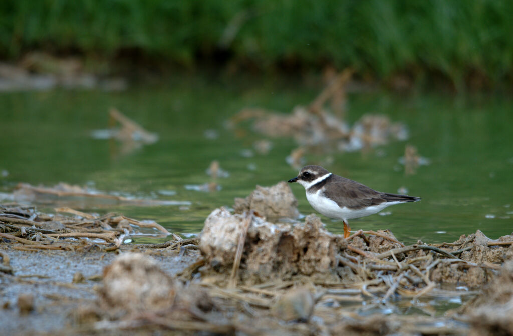 Common Ringed Plover