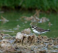 Common Ringed Plover