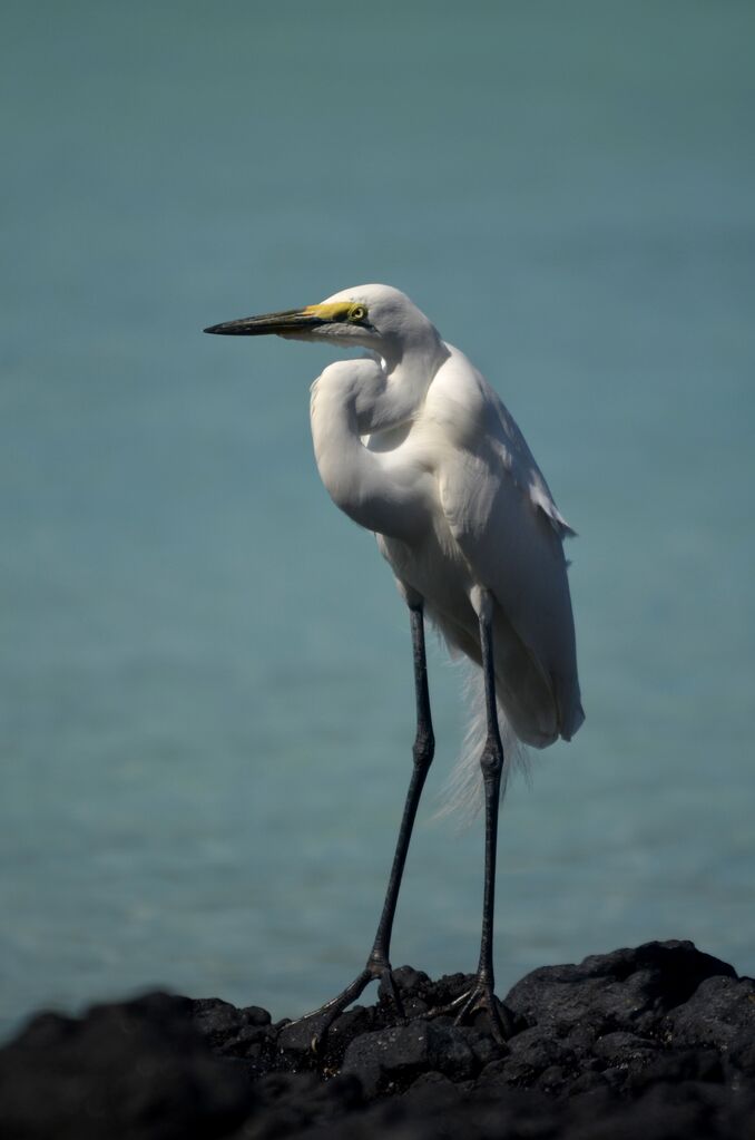 Grande Aigrette