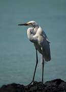 Grande Aigrette