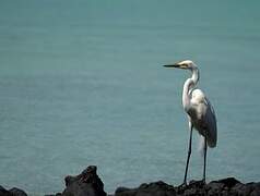 Grande Aigrette