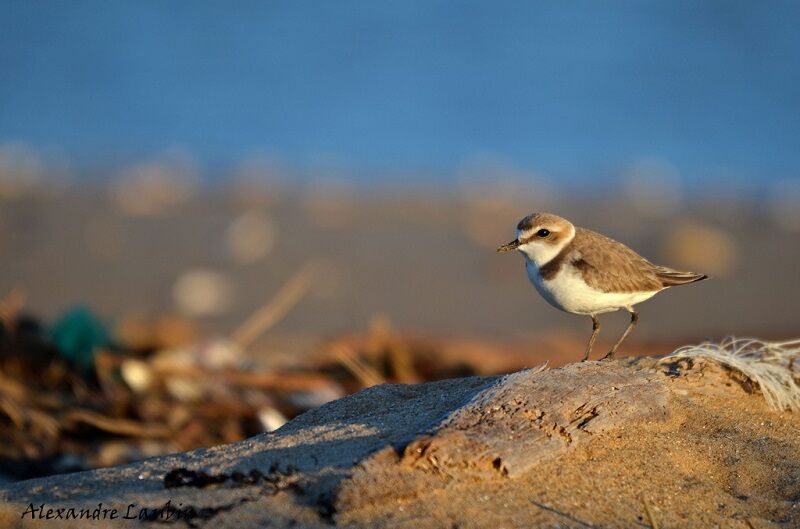 Kentish Plover