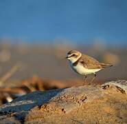 Kentish Plover