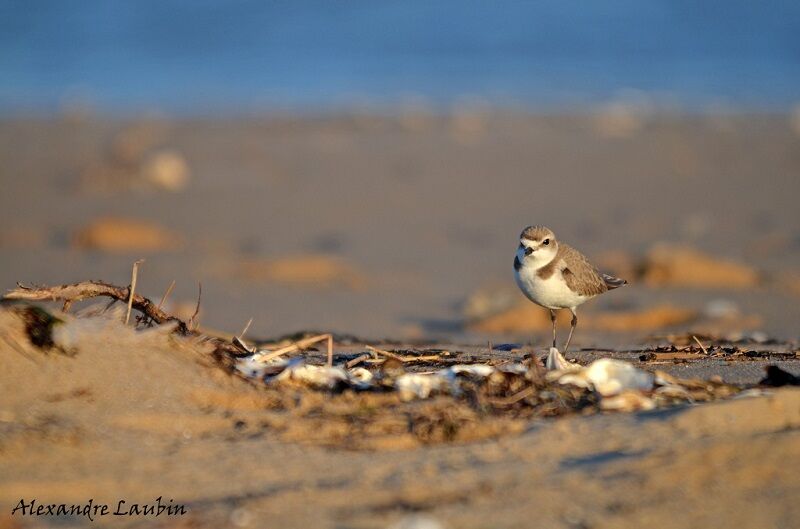 Kentish Plover