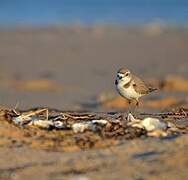 Kentish Plover