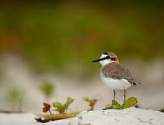 White-fronted Plover