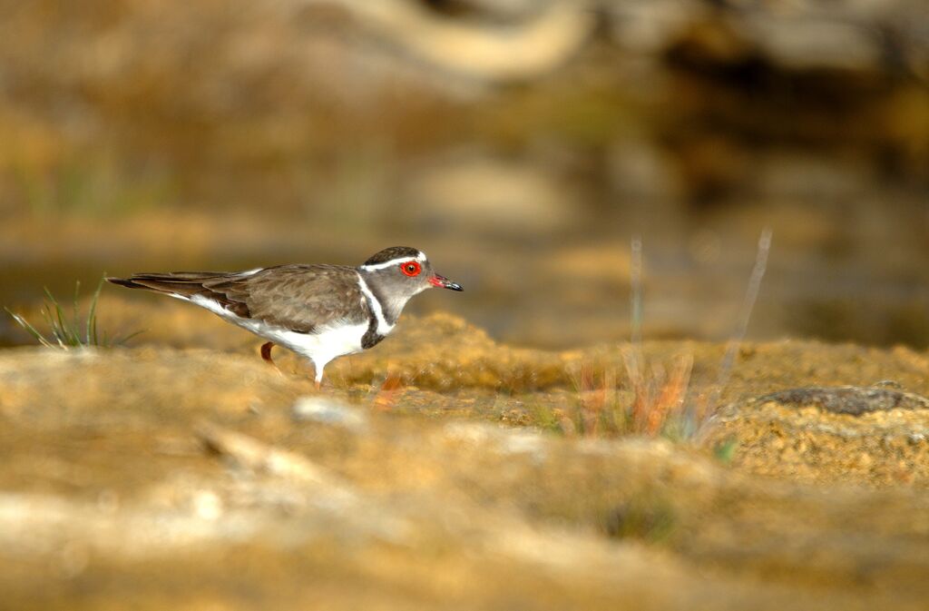 Three-banded Plover