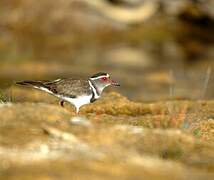 Three-banded Plover