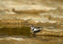 Three-banded Plover