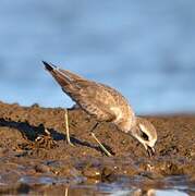 Greater Sand Plover