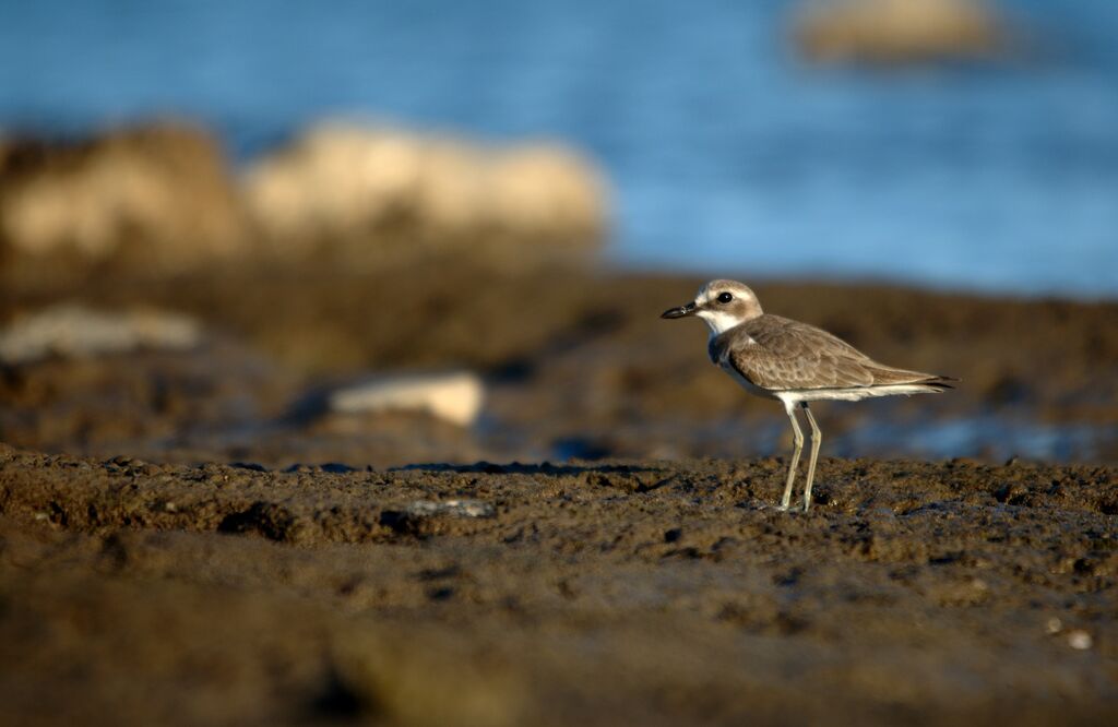 Greater Sand Plover