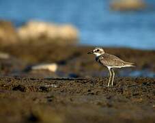 Greater Sand Plover