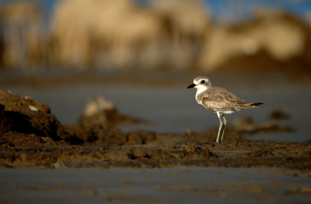 Greater Sand Plover