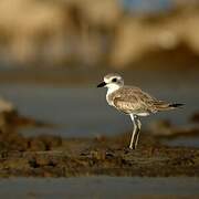 Greater Sand Plover