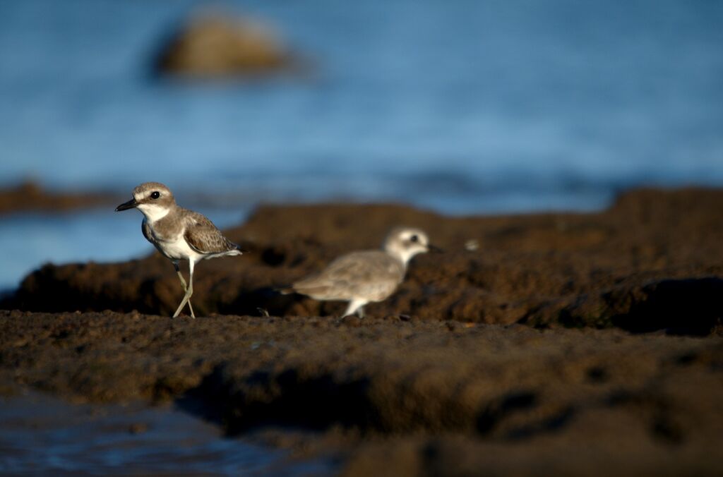 Greater Sand Plover