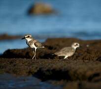 Greater Sand Plover