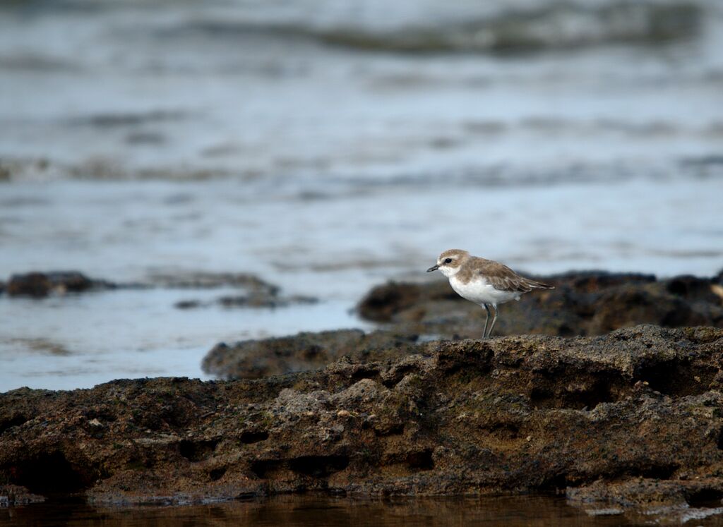 Lesser Sand Plover