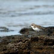 Lesser Sand Plover