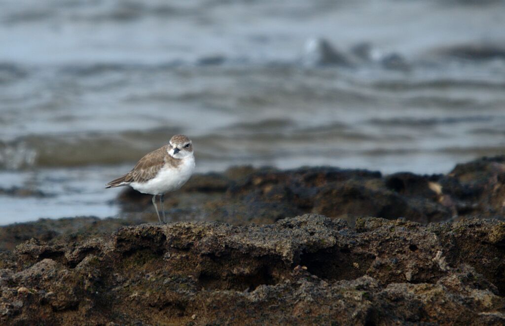 Lesser Sand Plover