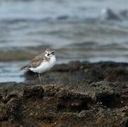 Siberian Sand Plover