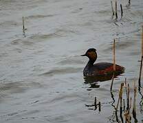 Black-necked Grebe