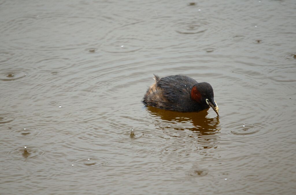 Little Grebe